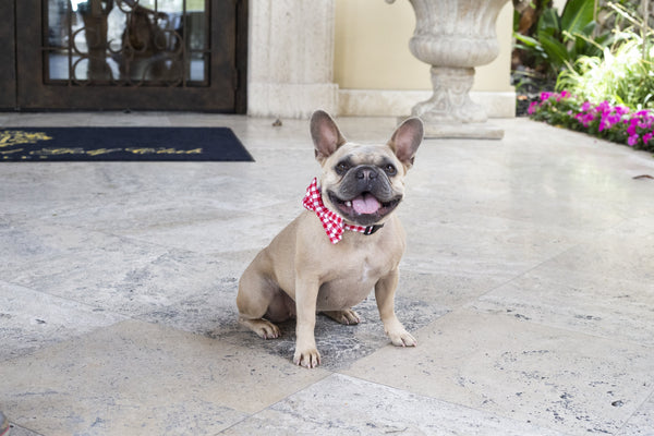 Pet Bow Tie